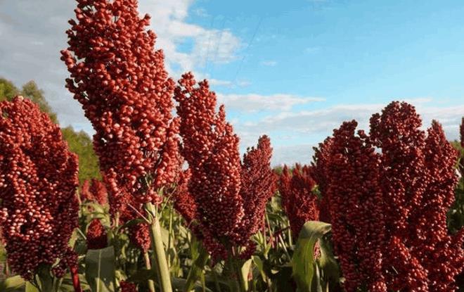 1734655259128777.jpg 红缨高粱.jpg